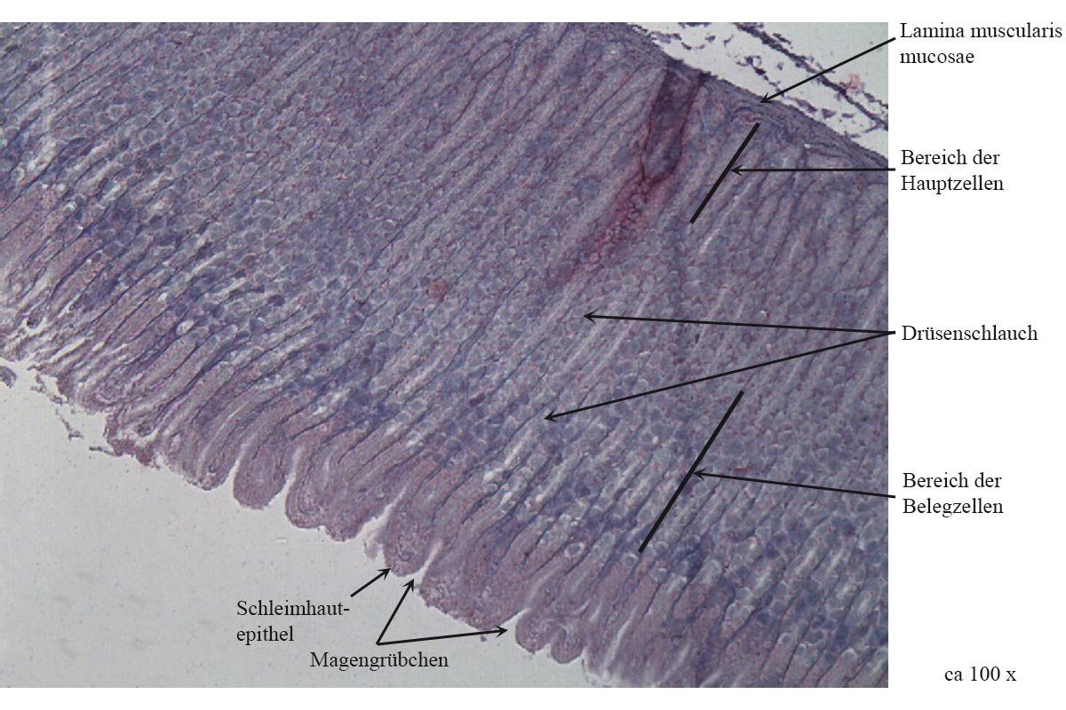 Tunica mucosa